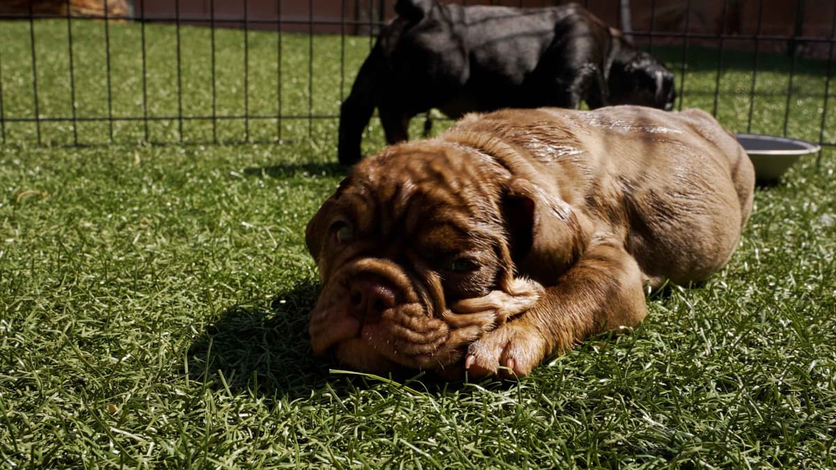 English Bulldog Puppies breeder image 8