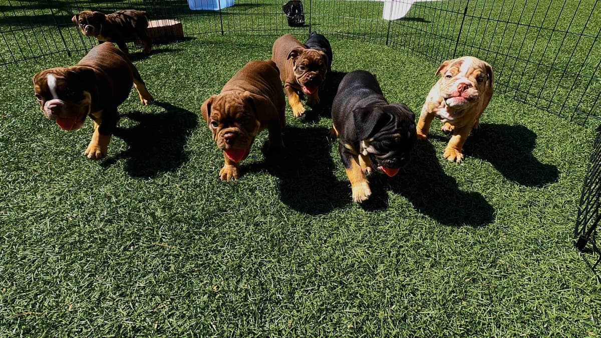 English Bulldog Puppies breeder image 7