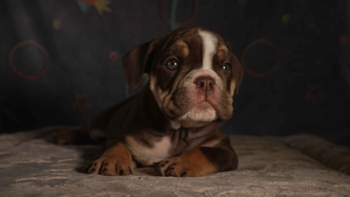 English Bulldog Puppies breeder image 4