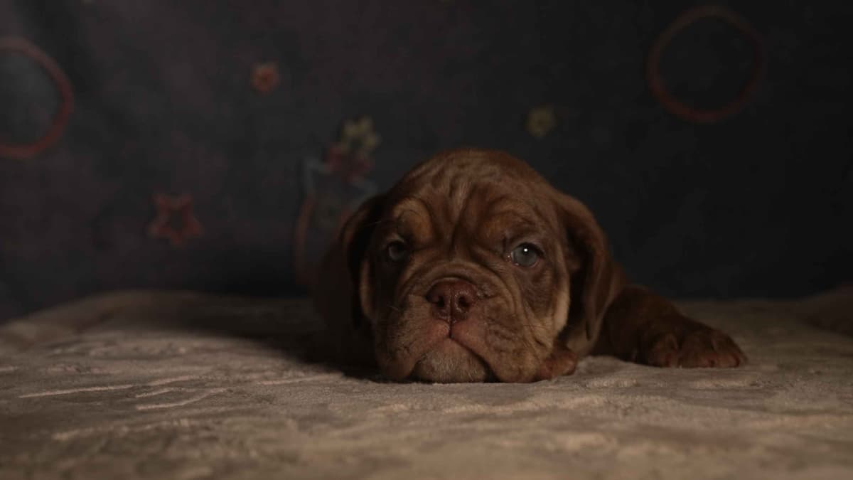 English Bulldog Puppies breeder image 3