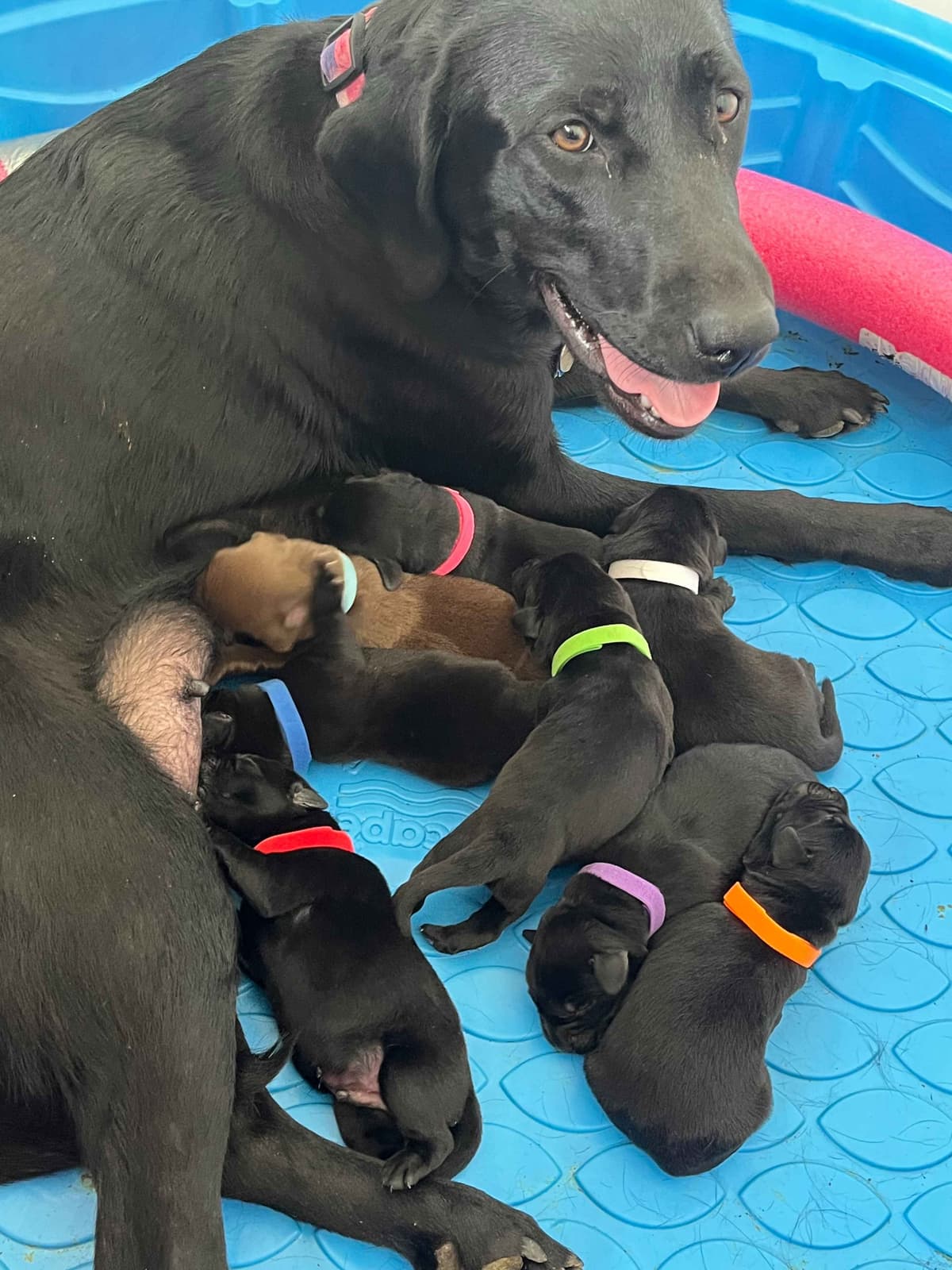 Labrador Retriever Puppies breeder image 1