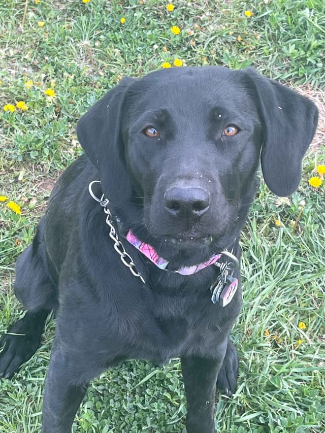 Labrador Retriever Puppies media 4