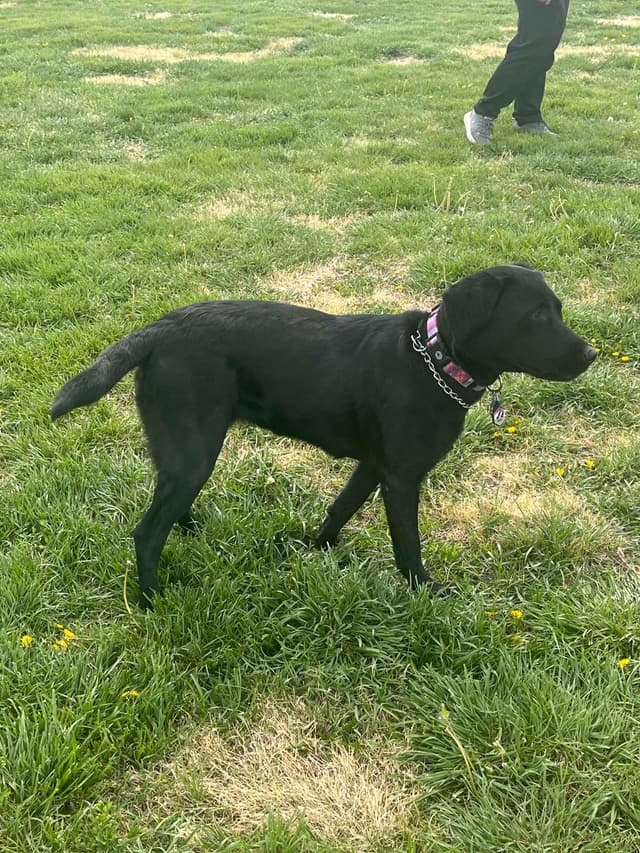 Labrador Retriever Puppies media 5