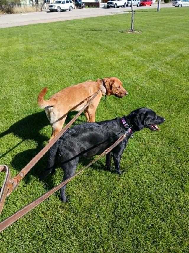 Labrador Retriever Puppies media 9