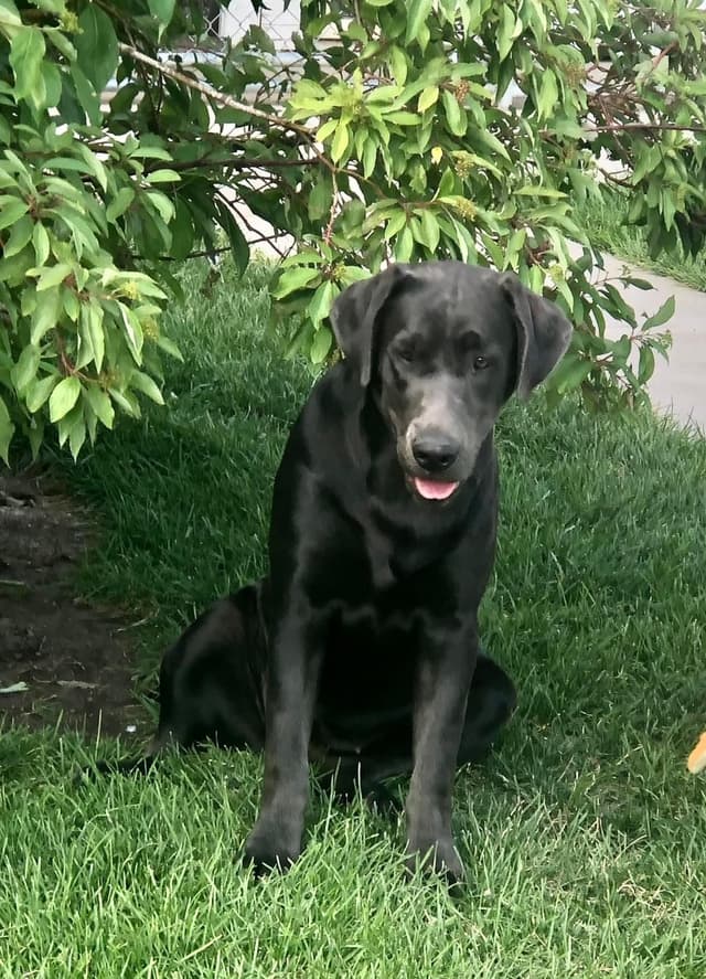 Labrador Retriever Puppies media 10