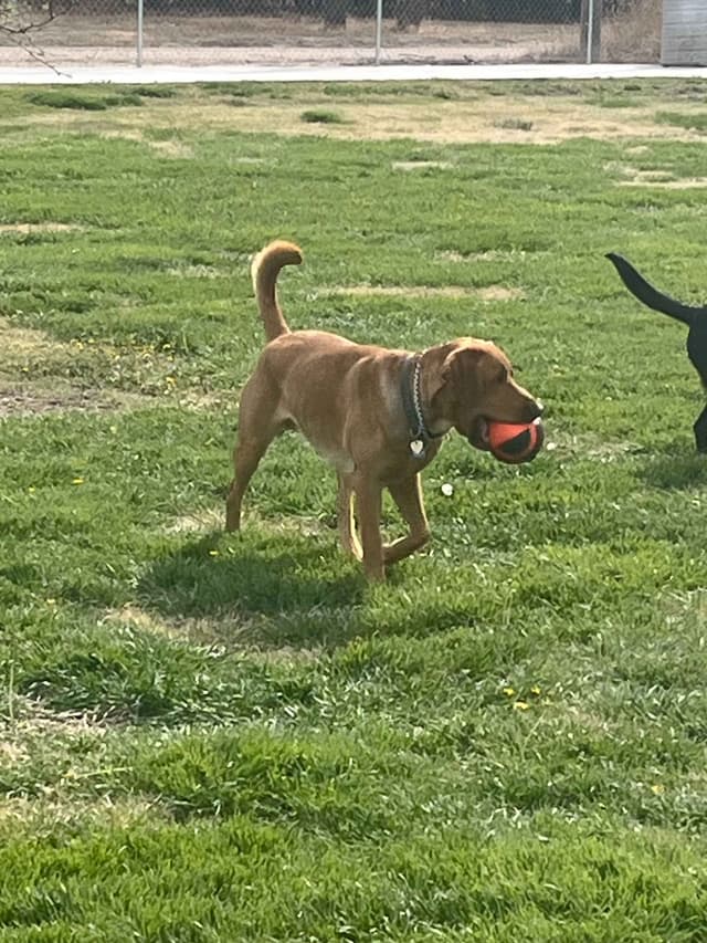 Labrador Retriever Puppies media 13