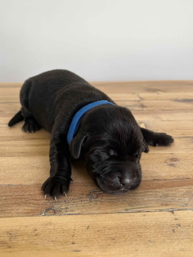 Labrador Retriever Puppies media 14