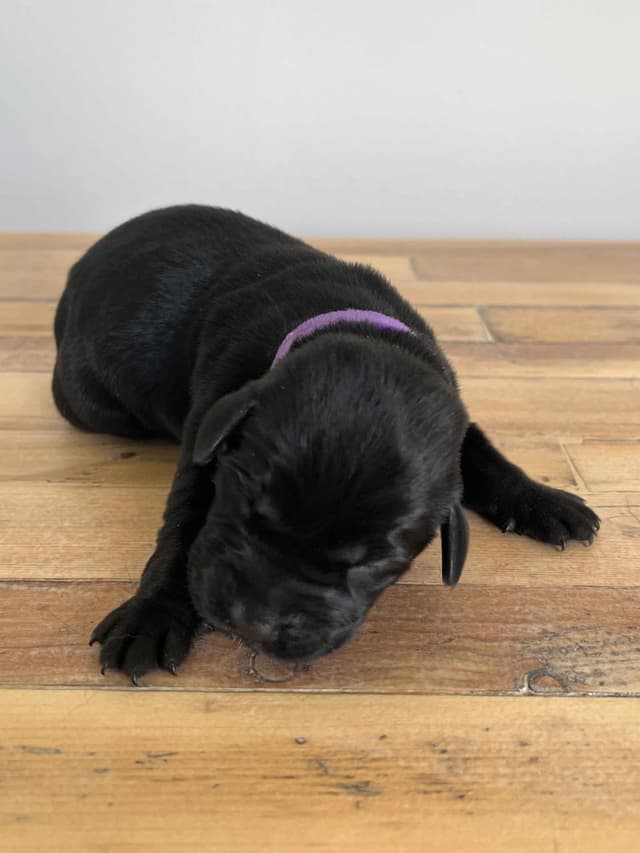 Labrador Retriever Puppies media 15