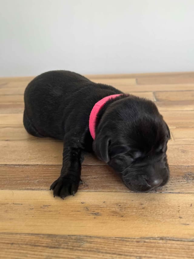 Labrador Retriever Puppies media 16