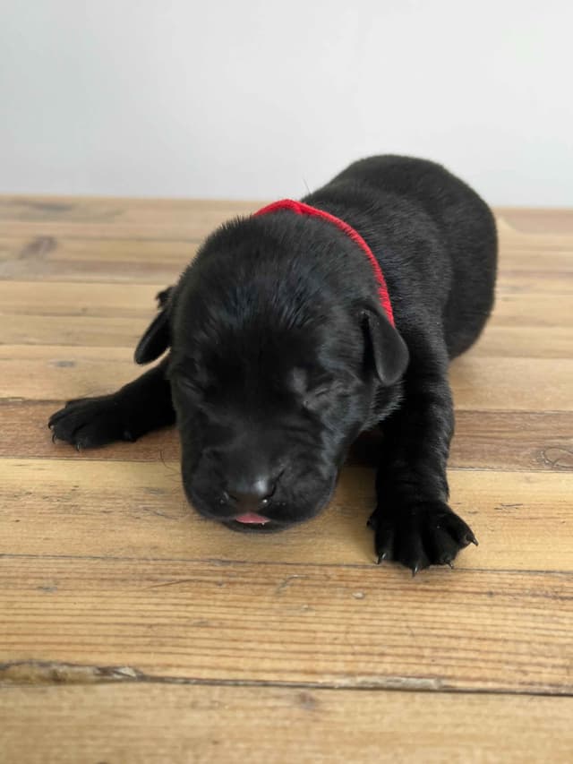 Labrador Retriever Puppies media 17