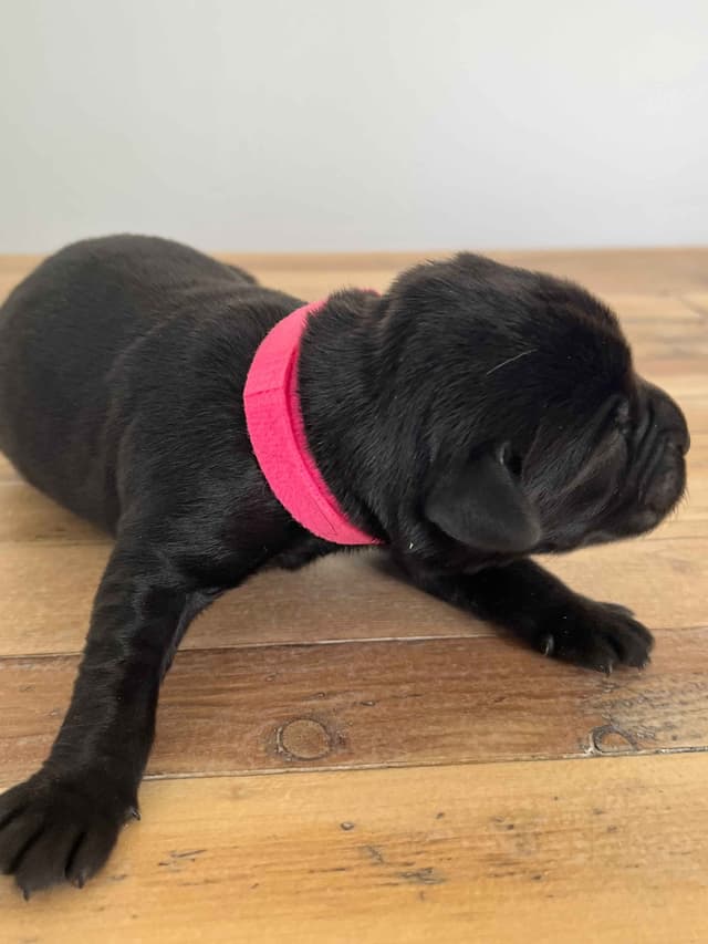 Labrador Retriever Puppies media 18