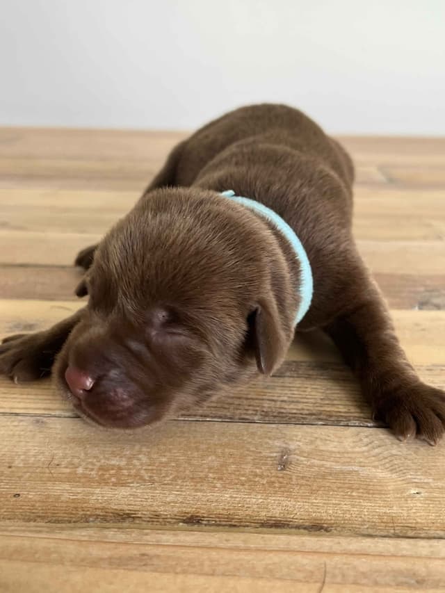 Labrador Retriever Puppies media 21