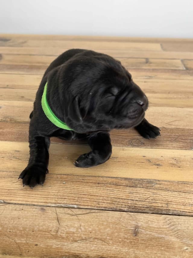 Labrador Retriever Puppies media 19