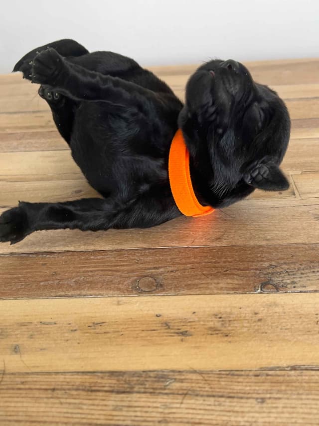 Labrador Retriever Puppies media 20