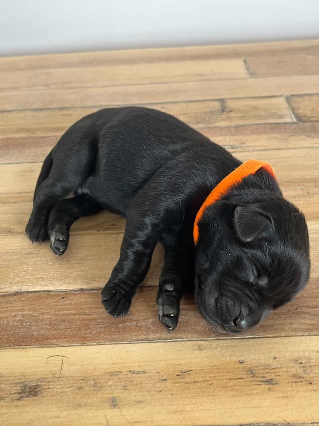 Labrador Retriever Puppies media 22