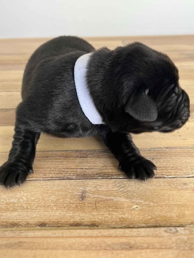 Labrador Retriever Puppies media 23