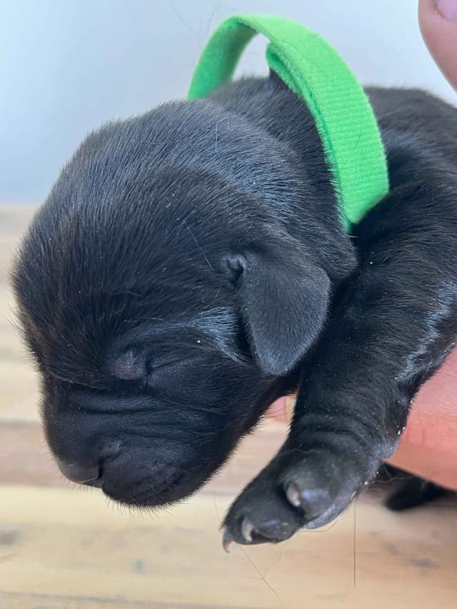 Labrador Retriever Puppies media 24