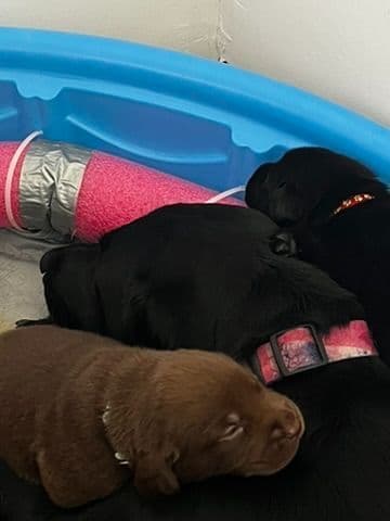 Labrador Retriever Puppies media 2