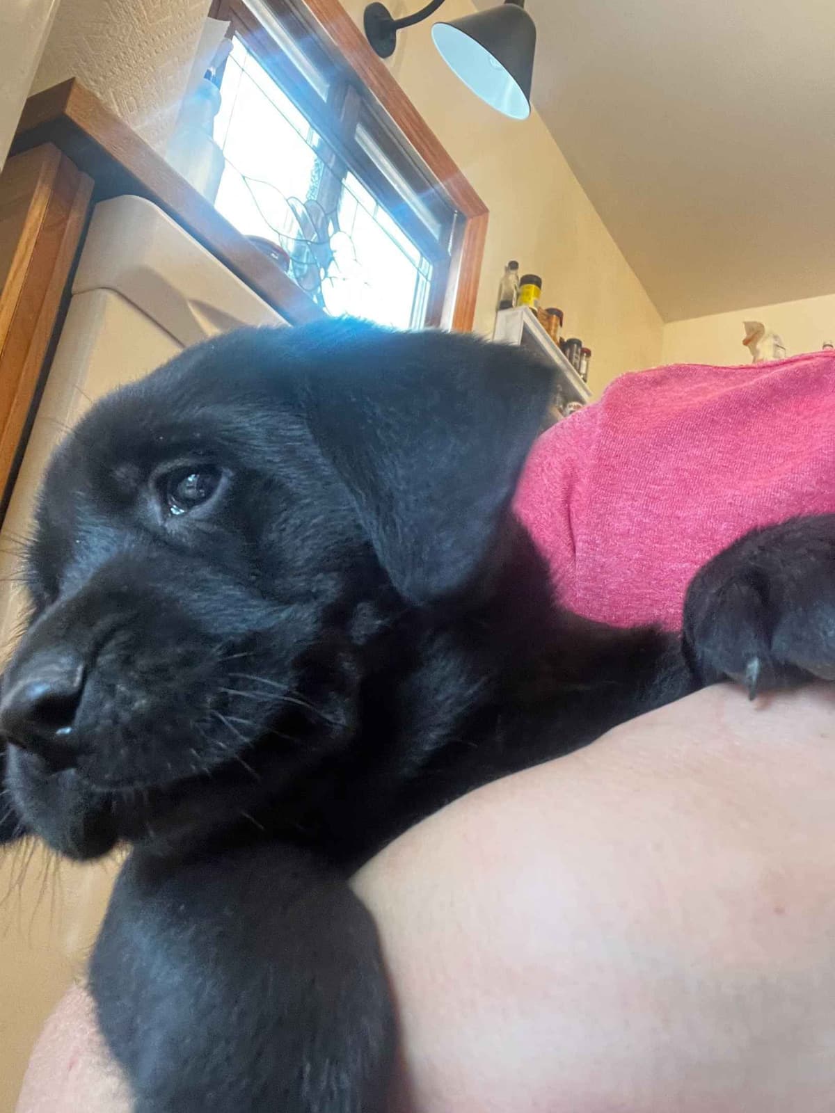 Labrador Retriever Puppies breeder image 2