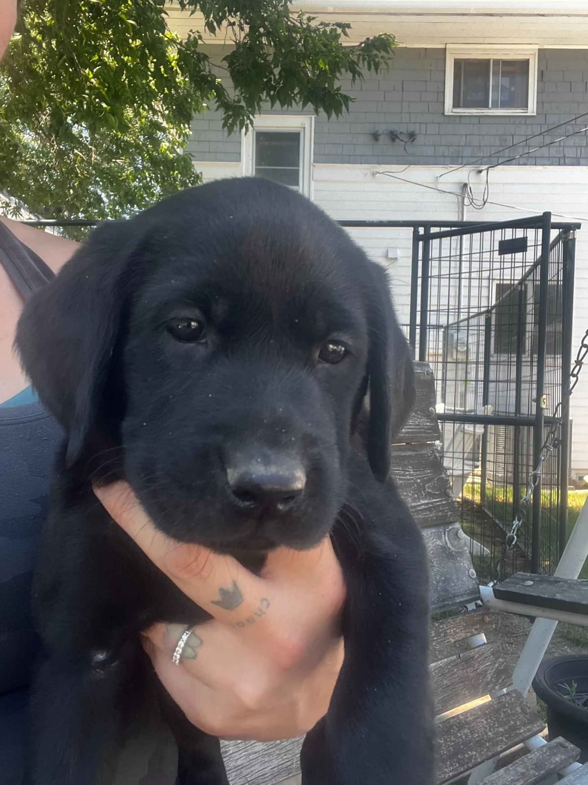 Labrador Retriever Puppies breeder image 3