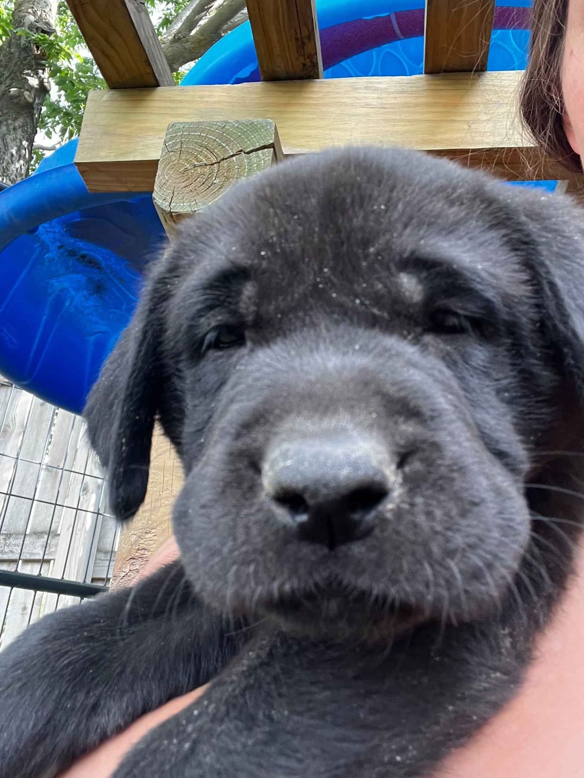 Labrador Retriever Puppies breeder image 4