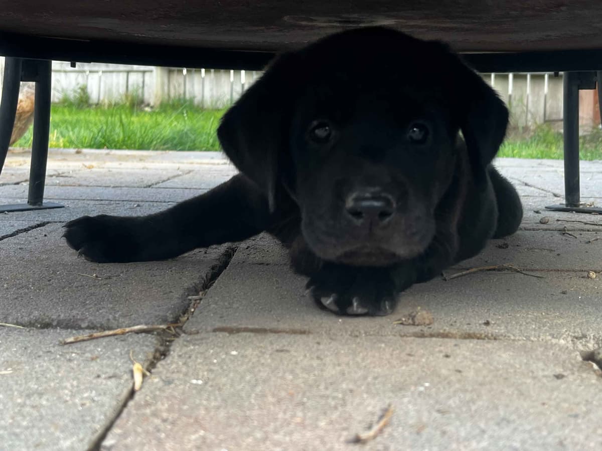 Labrador Retriever Puppies breeder image 5
