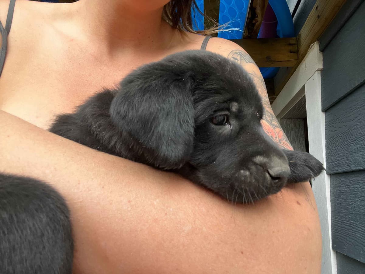 Labrador Retriever Puppies breeder image 6