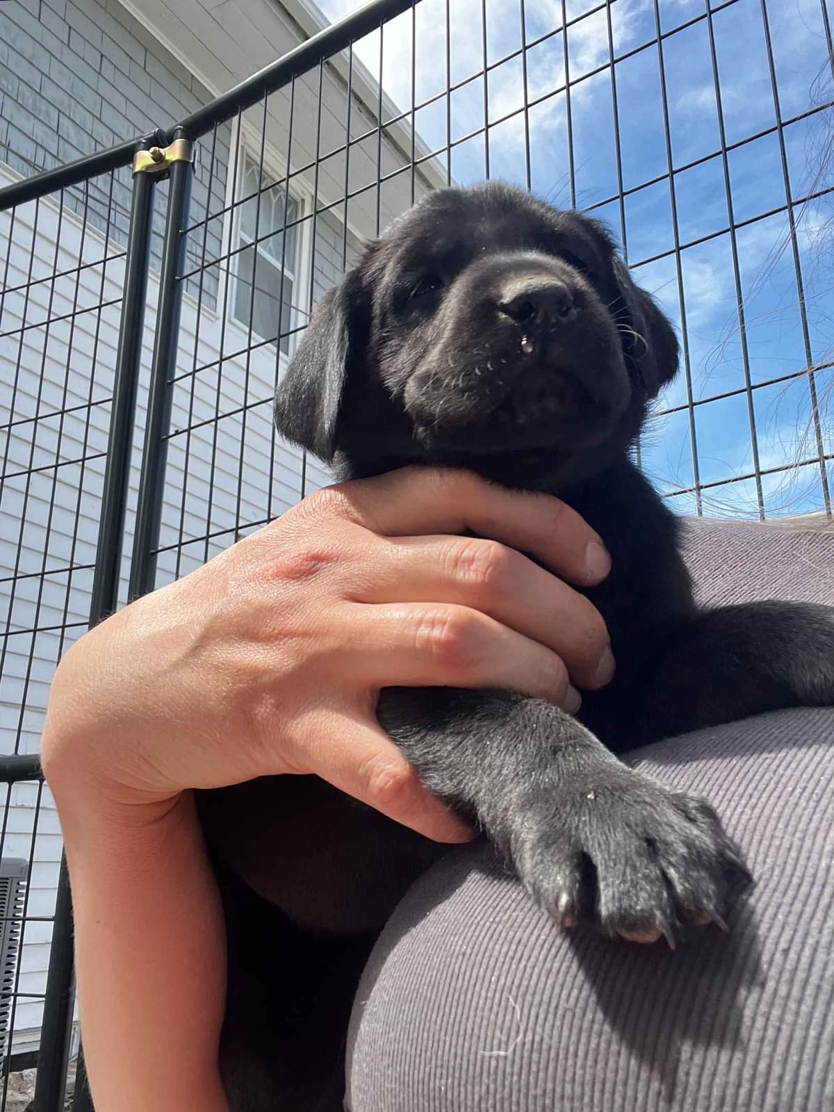 Labrador Retriever Puppies breeder image 7