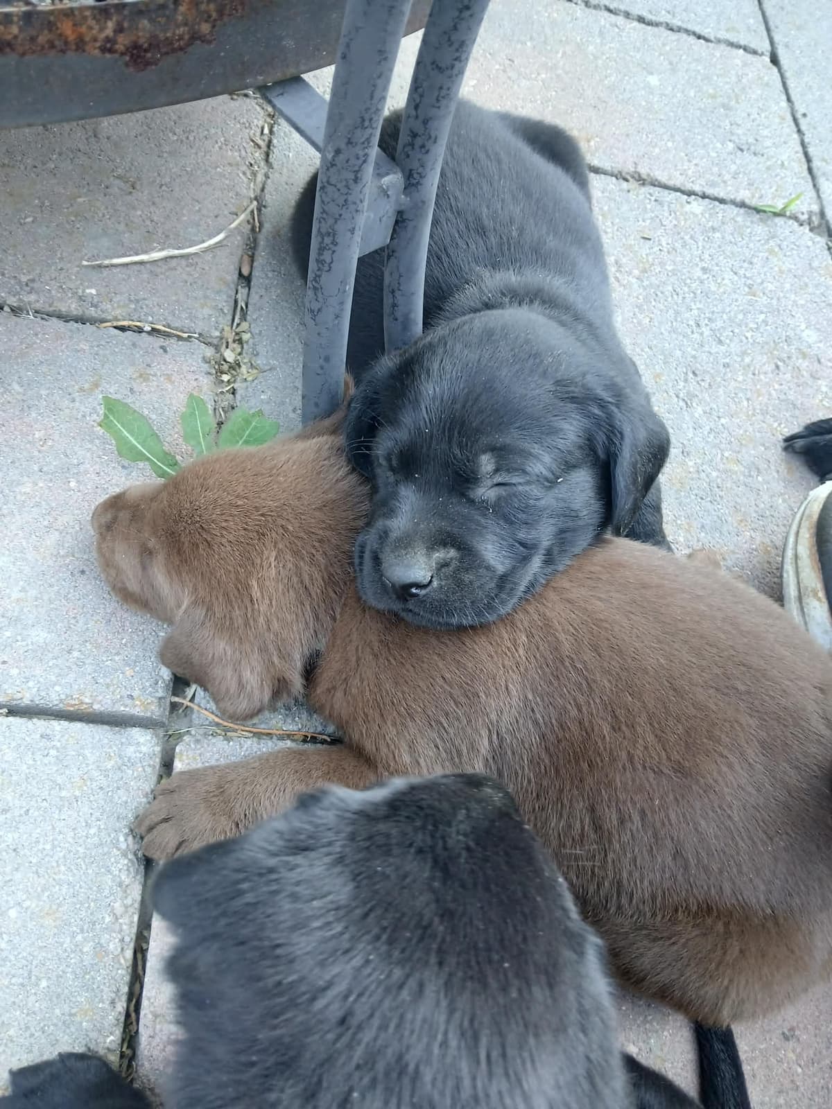 Labrador Retriever Puppies breeder image 9
