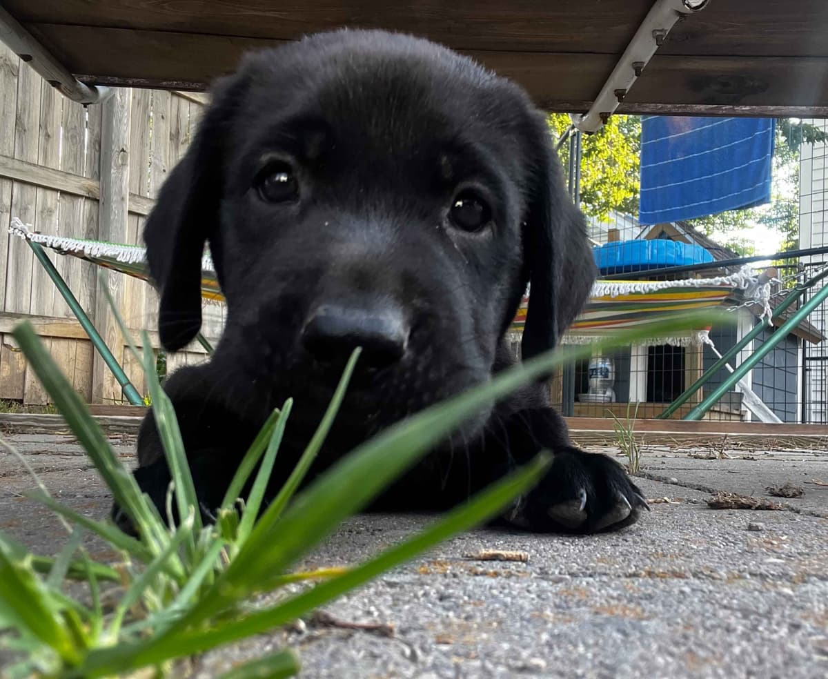 Labrador Retriever Puppies breeder image 11