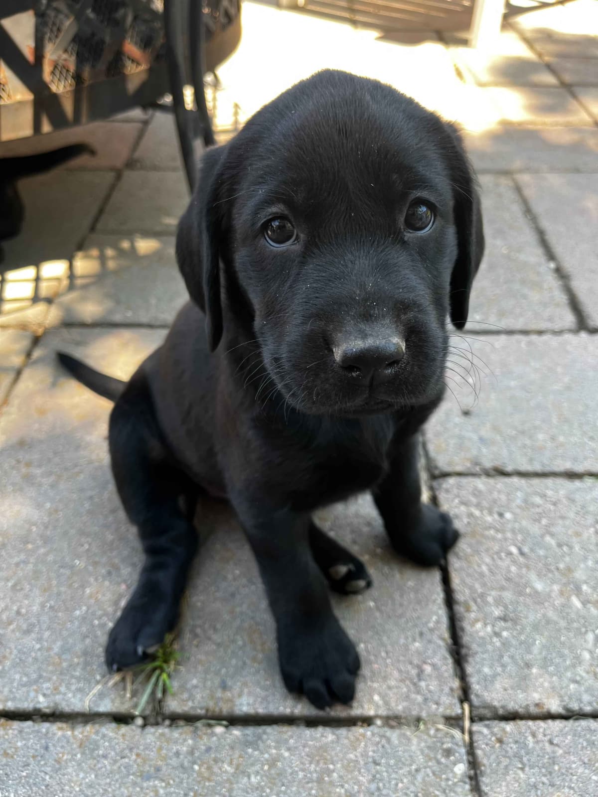Labrador Retriever Puppies breeder image 12