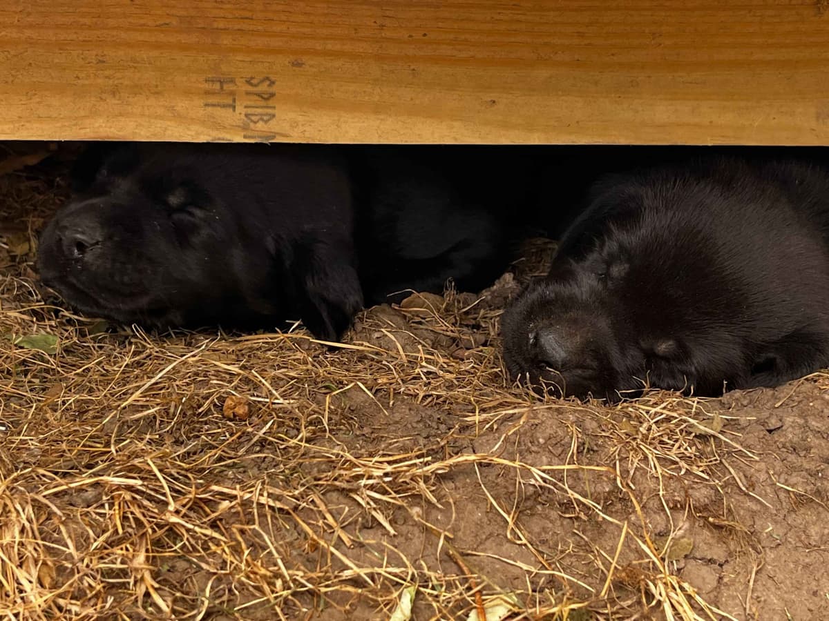 Labrador Retriever Puppies breeder image 13