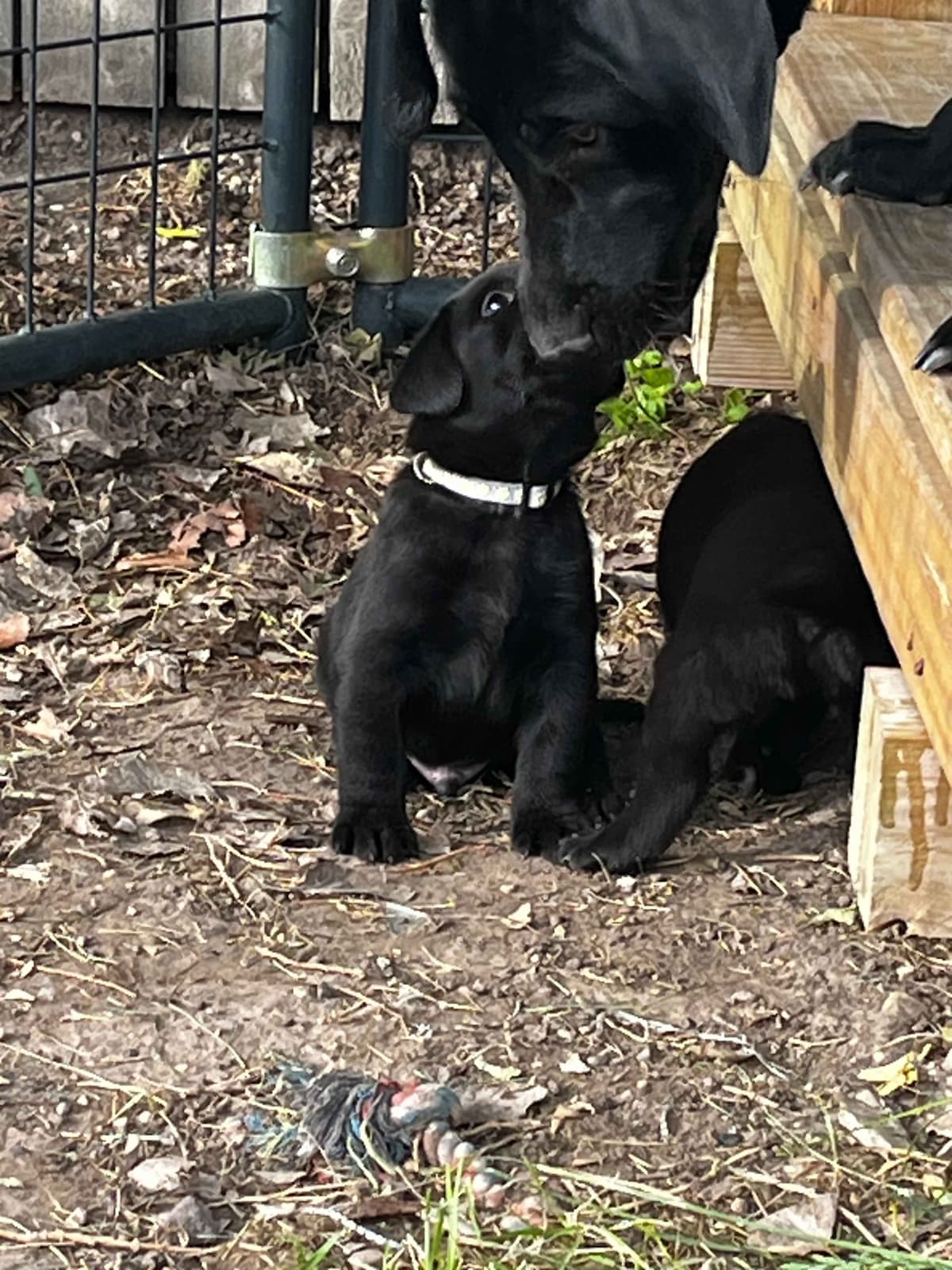 Labrador Retriever Puppies breeder image 15