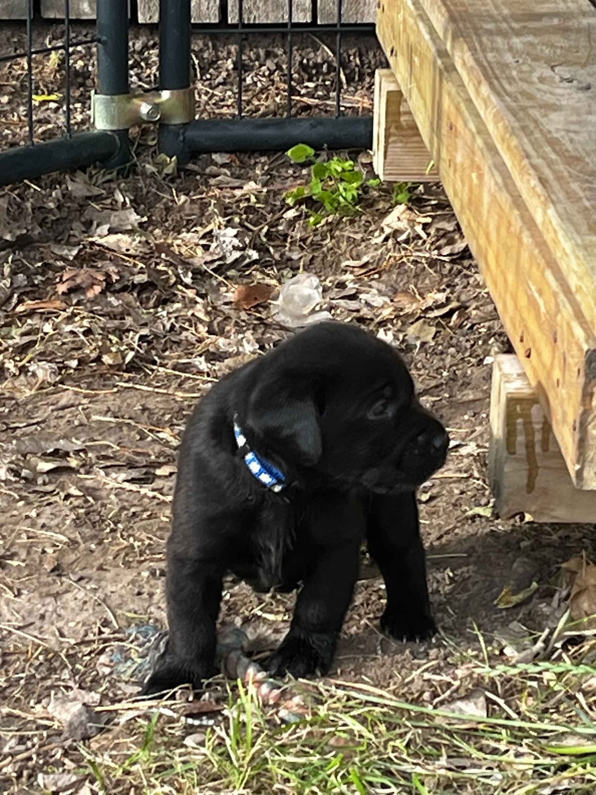 Labrador Retriever Puppies breeder image 16