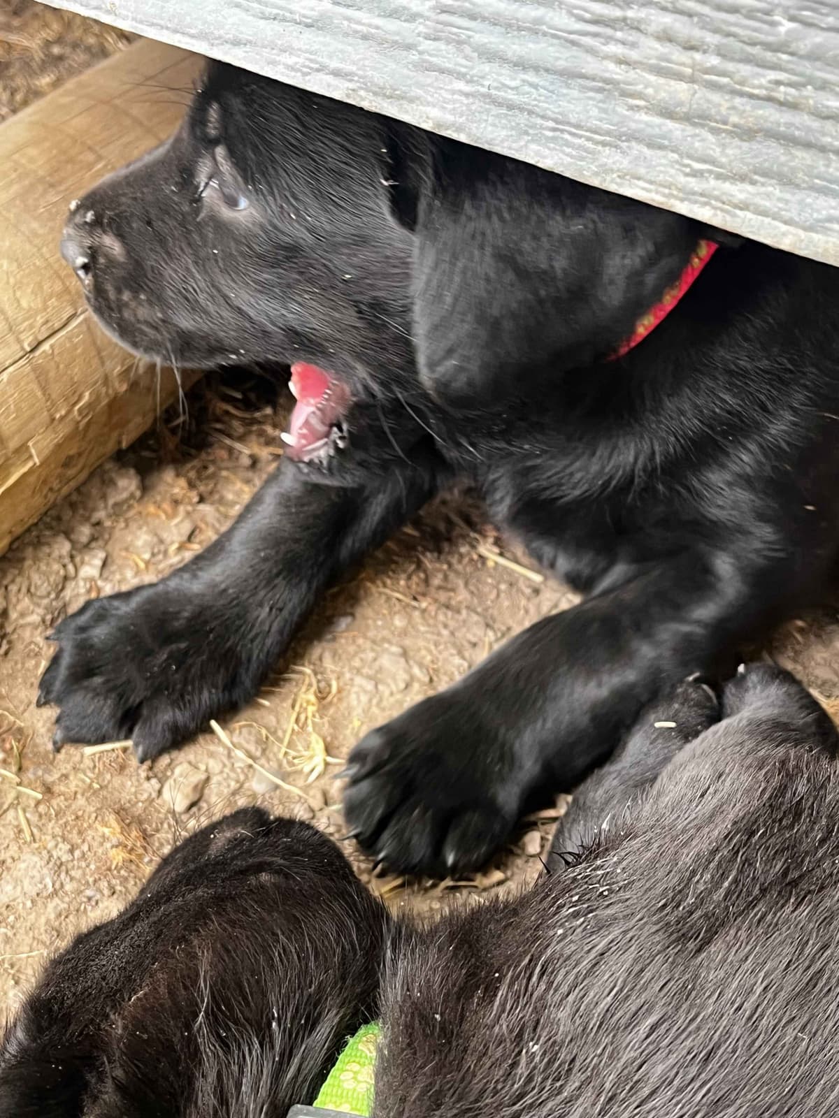 Labrador Retriever Puppies breeder image 17