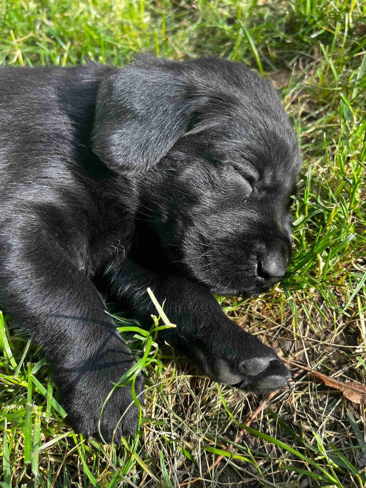 Labrador Retriever Puppies breeder image 18
