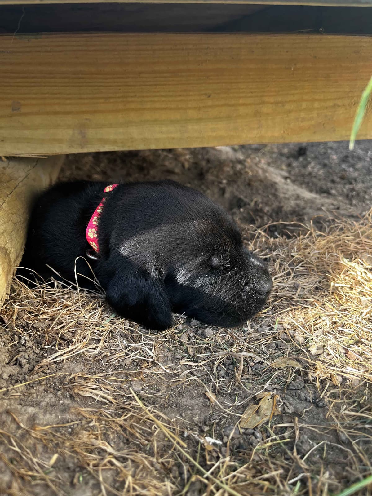 Labrador Retriever Puppies breeder image 19