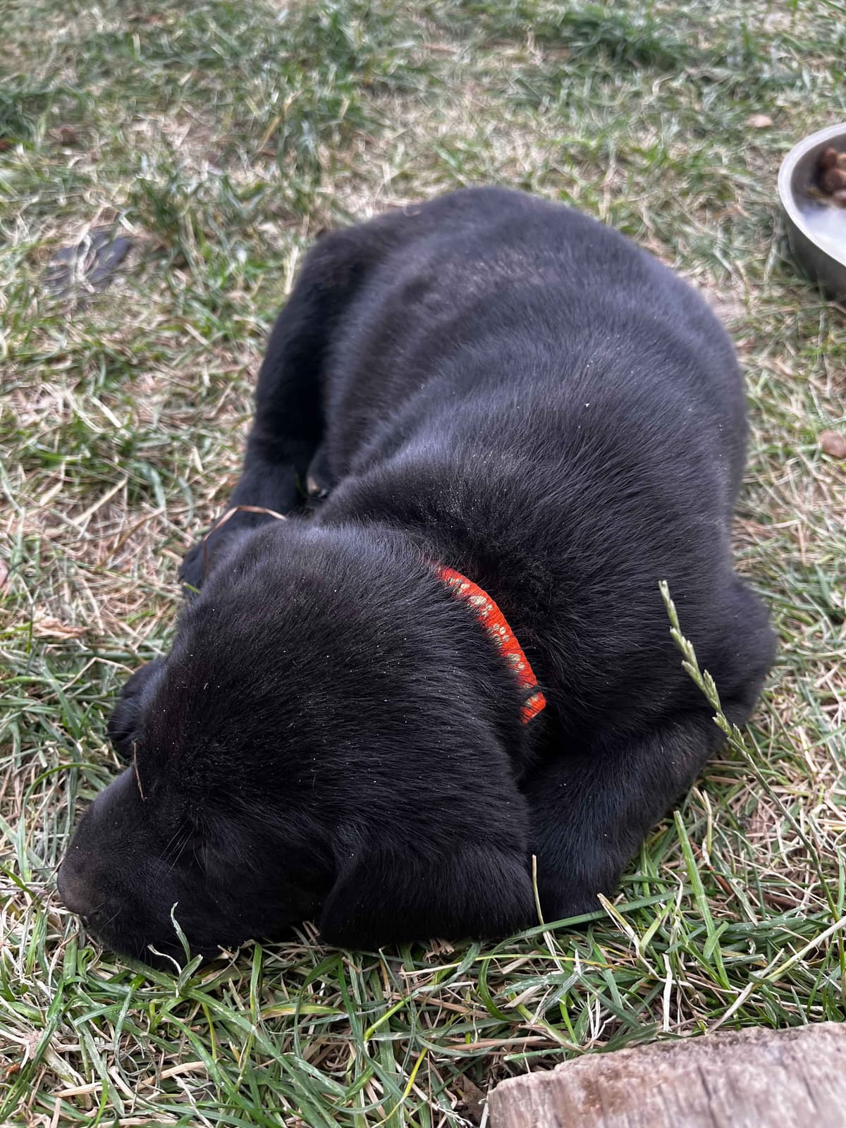 Labrador Retriever Puppies breeder image 20