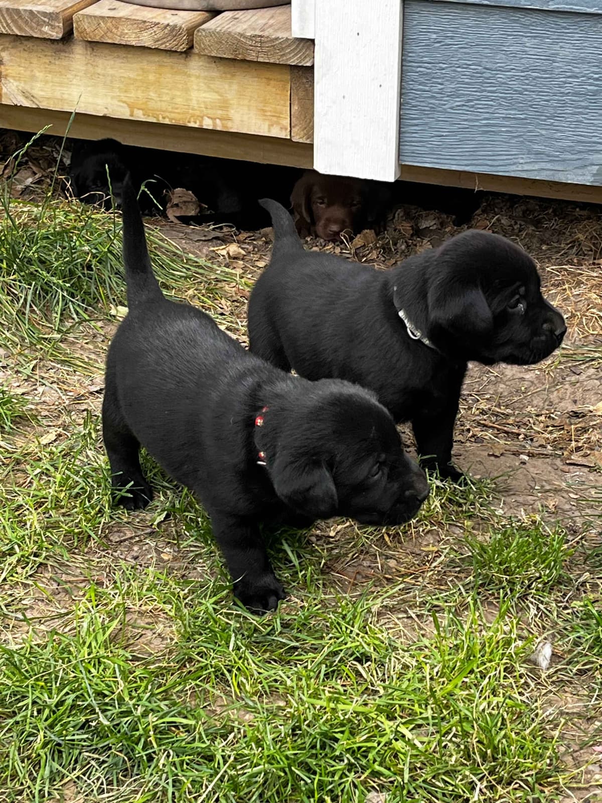 Labrador Retriever Puppies breeder image 22