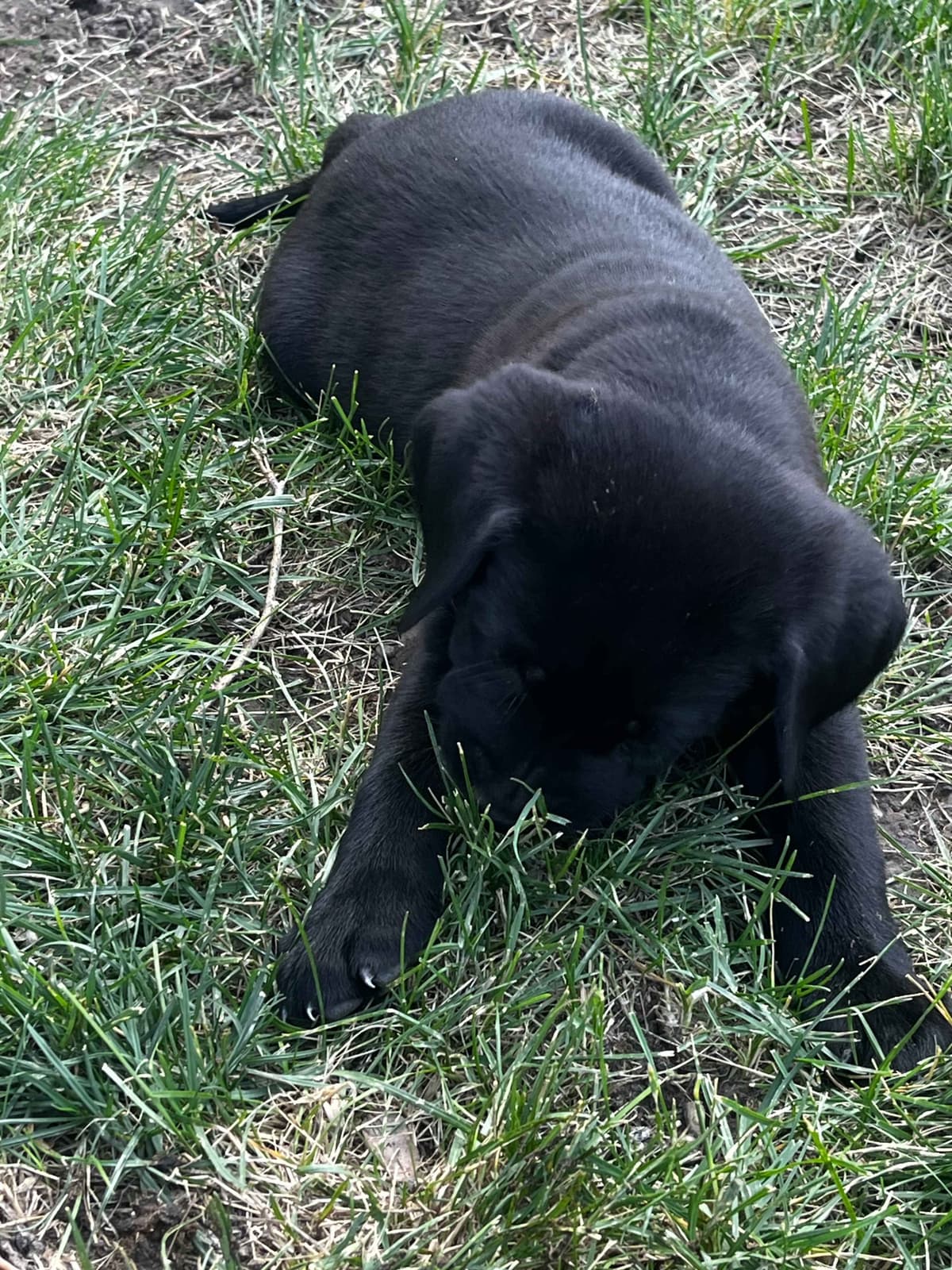 Labrador Retriever Puppies breeder image 24