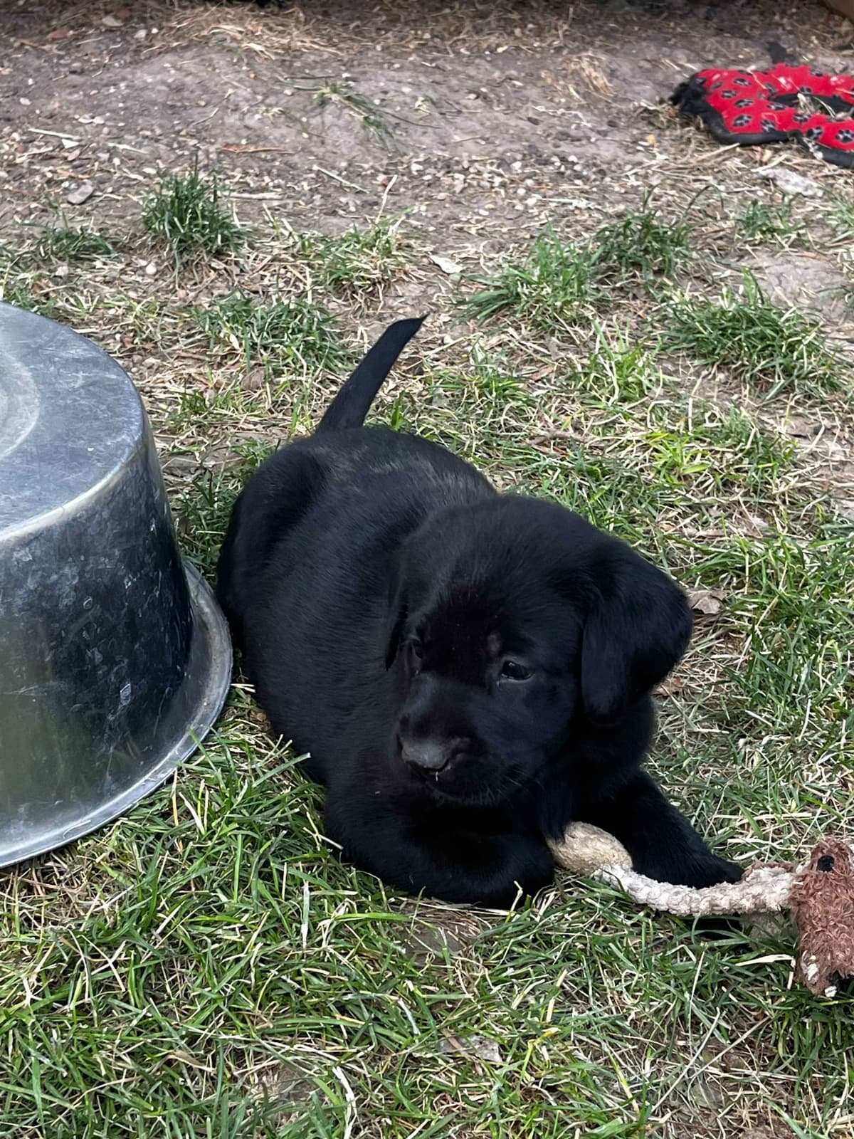Labrador Retriever Puppies breeder image 23