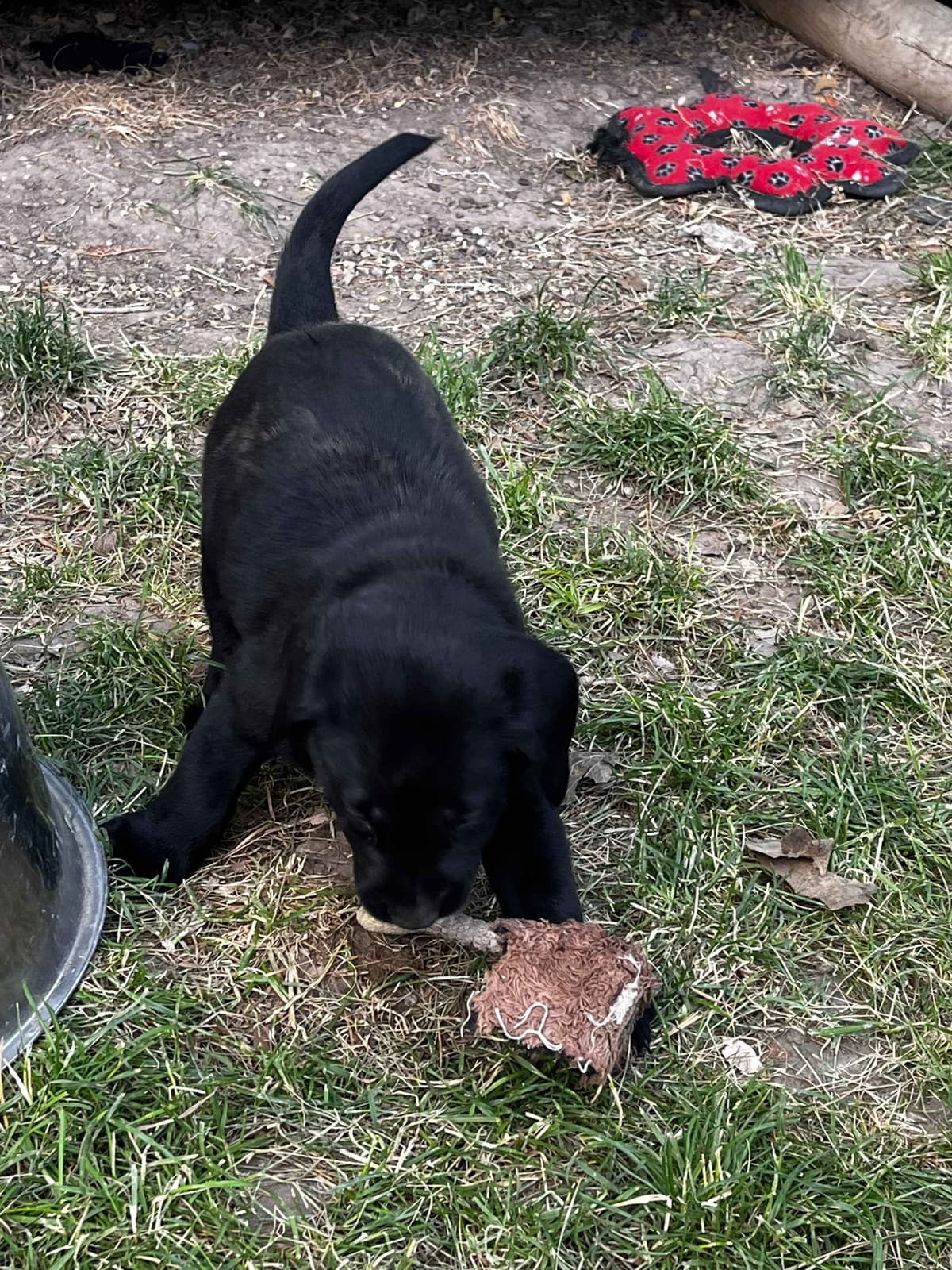 Labrador Retriever Puppies breeder image 25