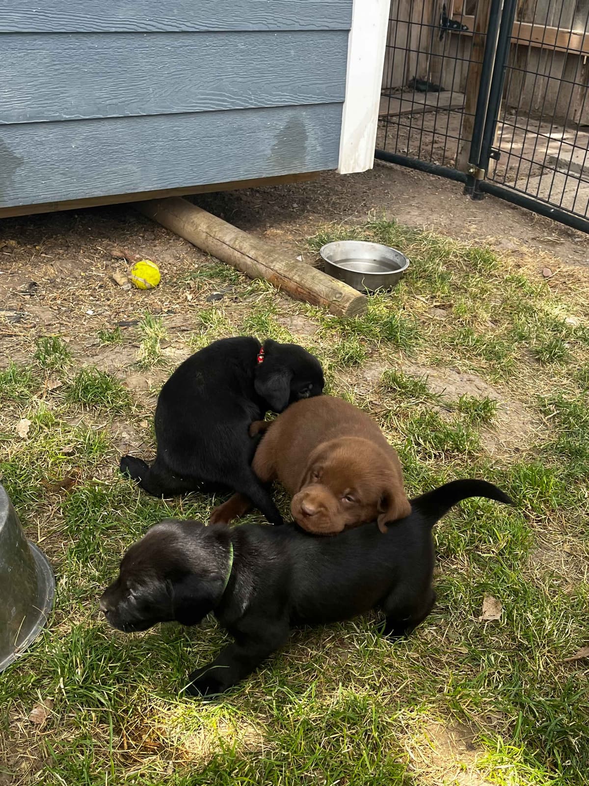 Labrador Retriever Puppies breeder image 26
