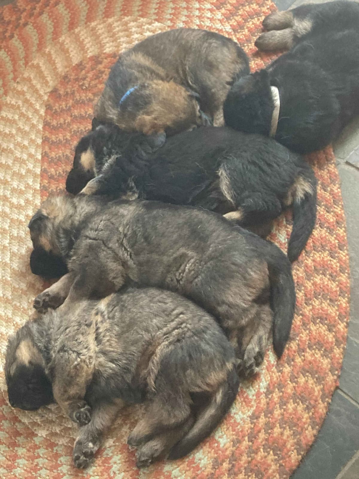 German Shepherd Dog Puppies breeder image 1