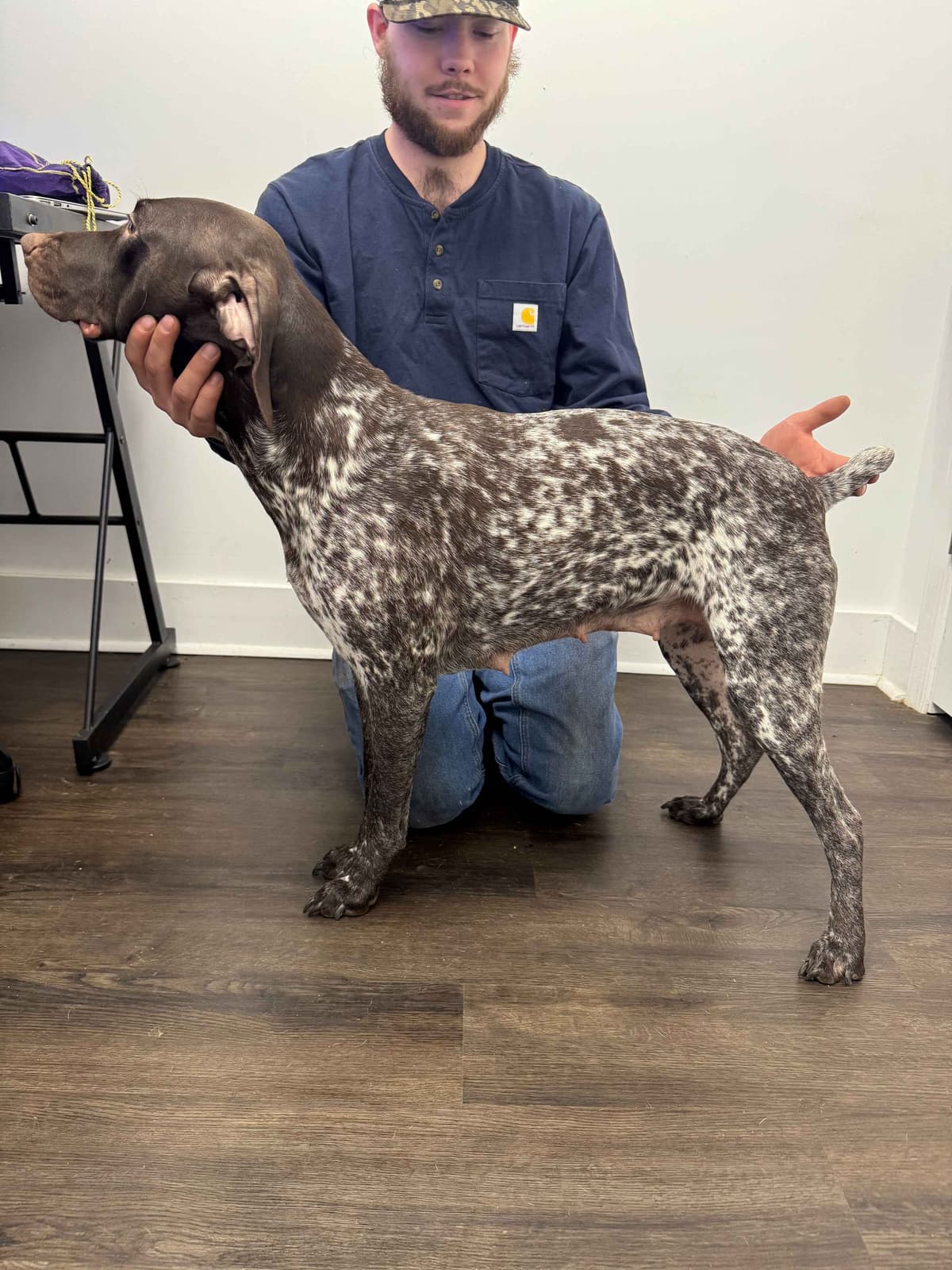 German Shorthaired Pointer Puppies breeder image 2