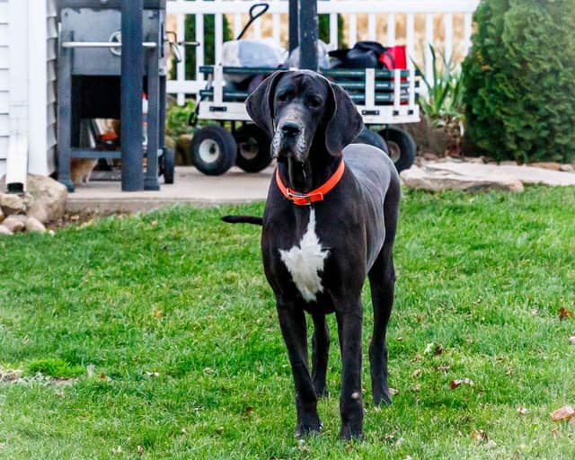 Great Dane Puppies media 12