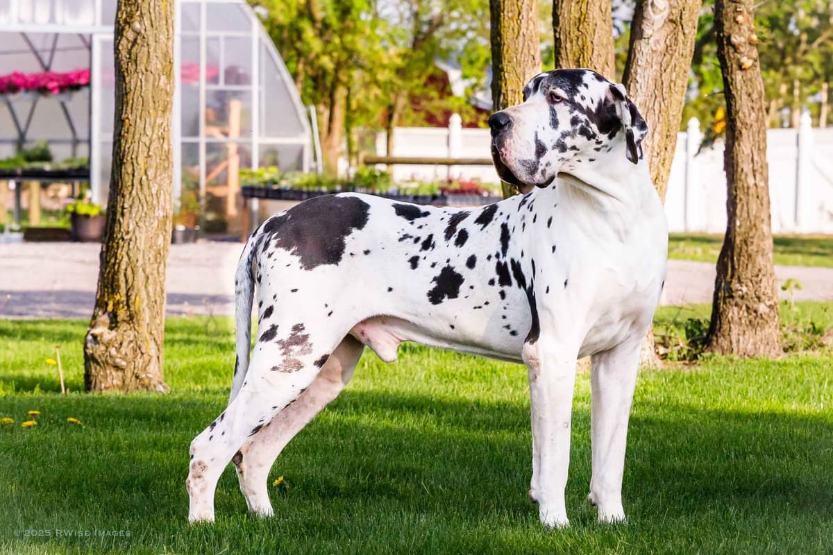AKC European Blood Line Great Dane puppies breeder image 1