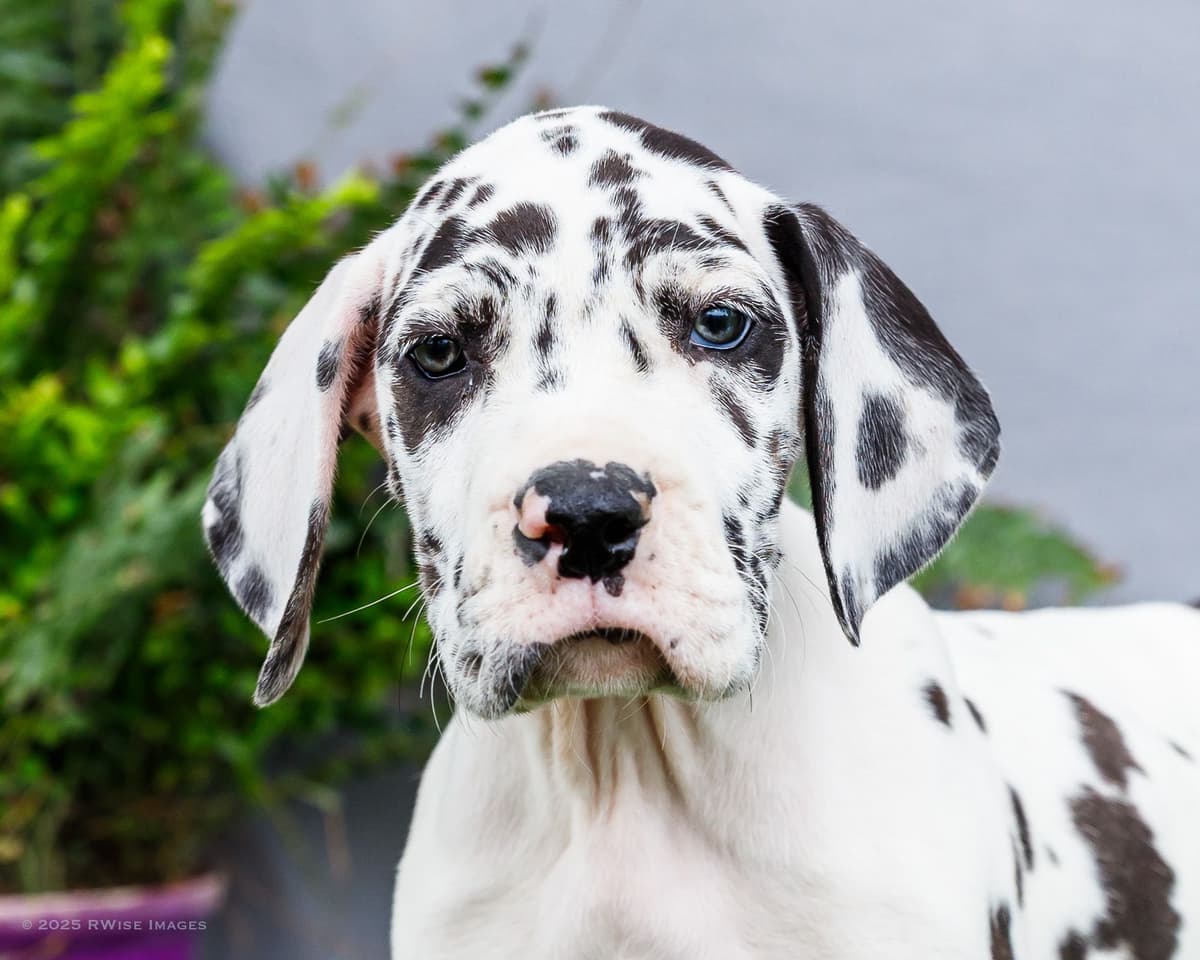 AKC European Blood Line Great Dane puppies breeder image 3