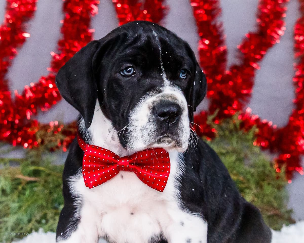 AKC European Blood Line Great Dane puppies breeder image 4