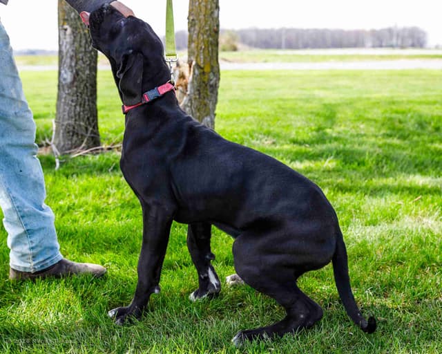 Great Dane Puppies media 5